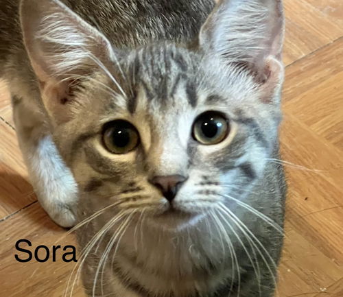 Sora