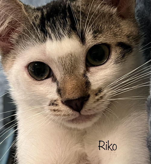 Riko