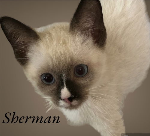 Sherman