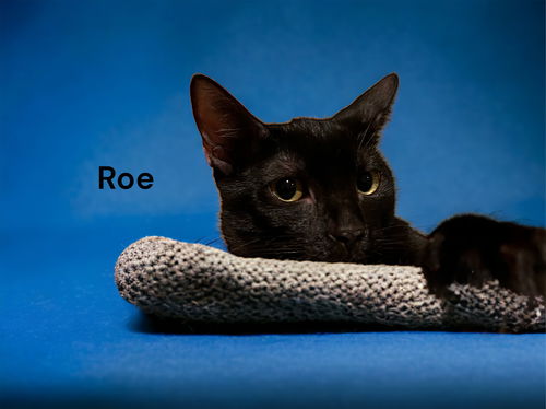 Roe