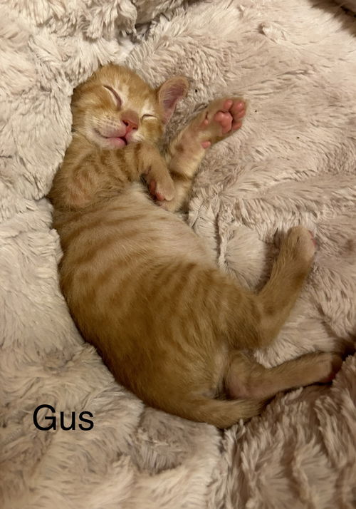 Gus