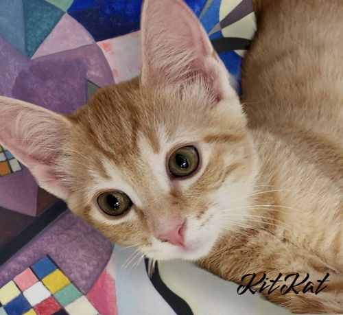 KitKat