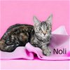 adoptable Cat in  named Noli (Connoli)
