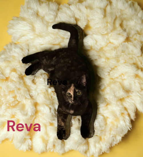 Reva