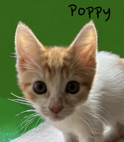 Poppy