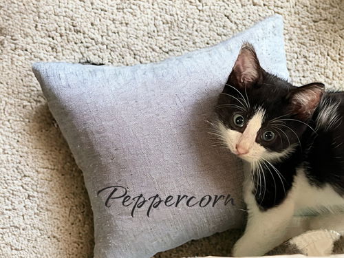 Peppercorn