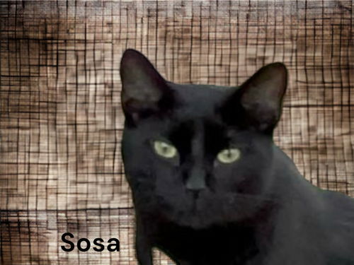 Sosa