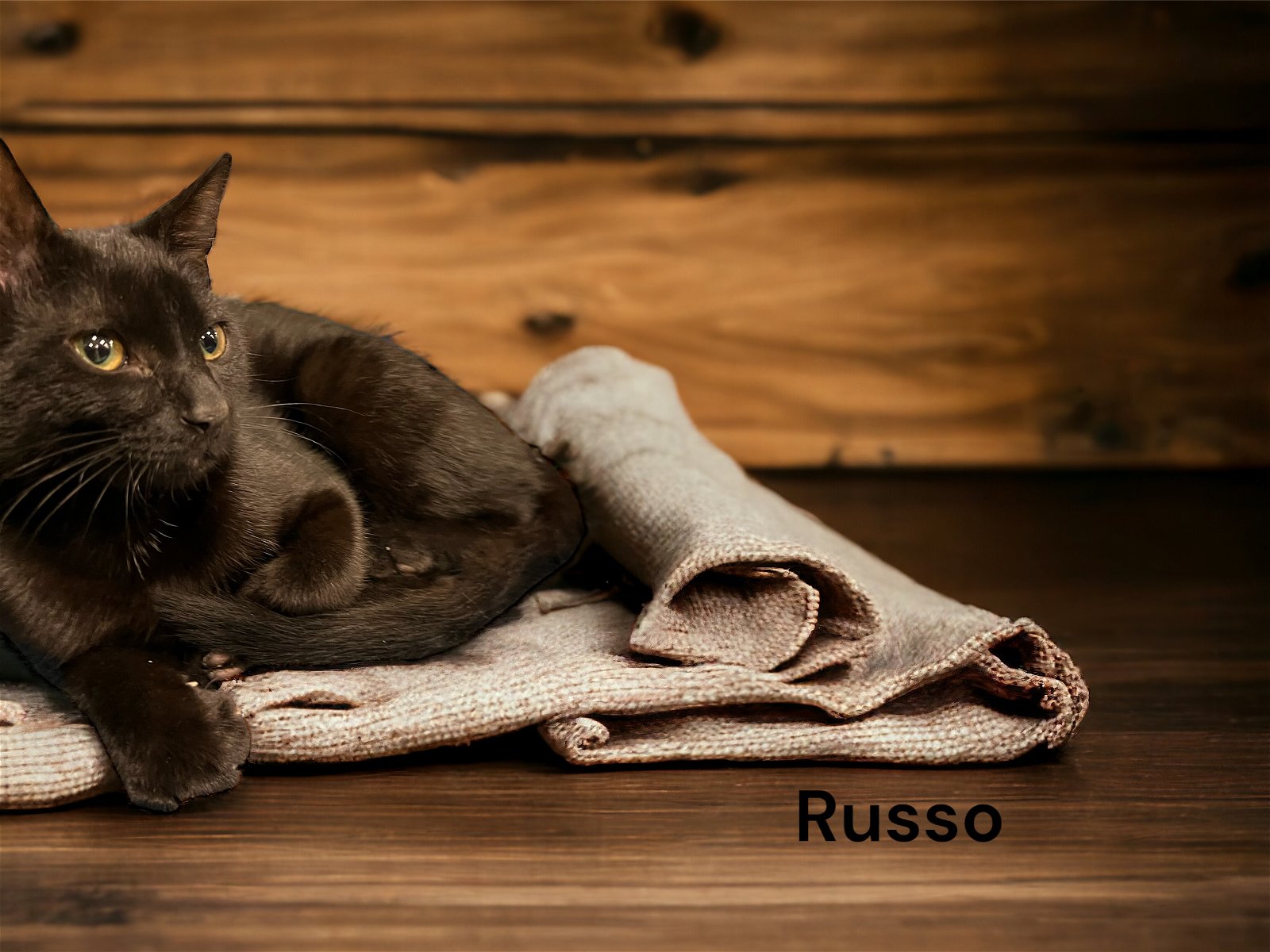 adoptable Cat in Pembroke Pines, FL named Russo