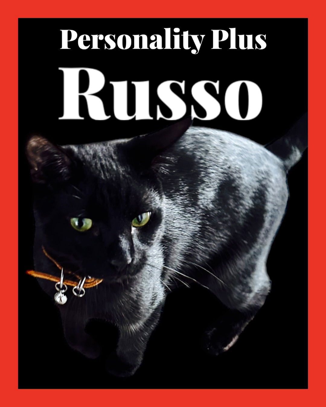 adoptable Cat in Pembroke Pines, FL named Russo