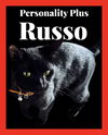 adoptable Cat in  named Russo