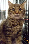 Phoenix-male