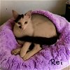 adoptable Cat in pembroke pines, FL named Rei