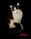 adoptable Cat in pembroke pines, FL named Petra