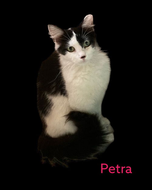 Petra