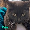 adoptable Cat in pembroke pines, FL named Roko