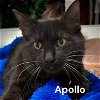adoptable Cat in pembroke pines, FL named Apollo