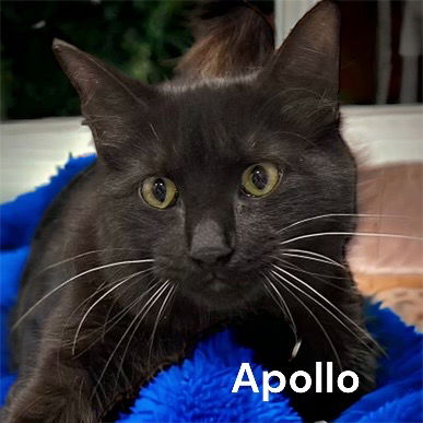 Apollo