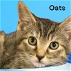 adoptable Cat in  named Oats