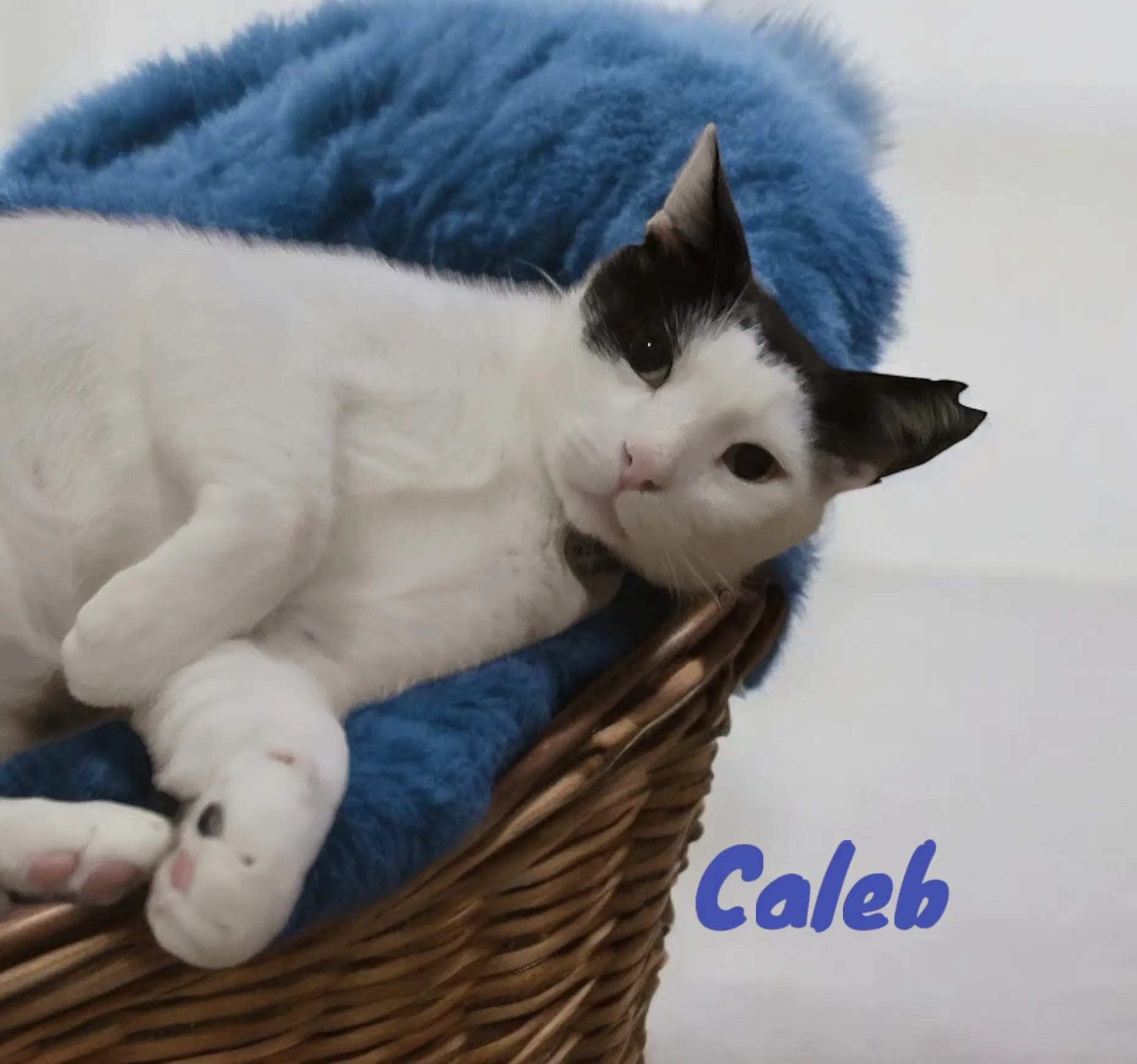 Caleb image 2