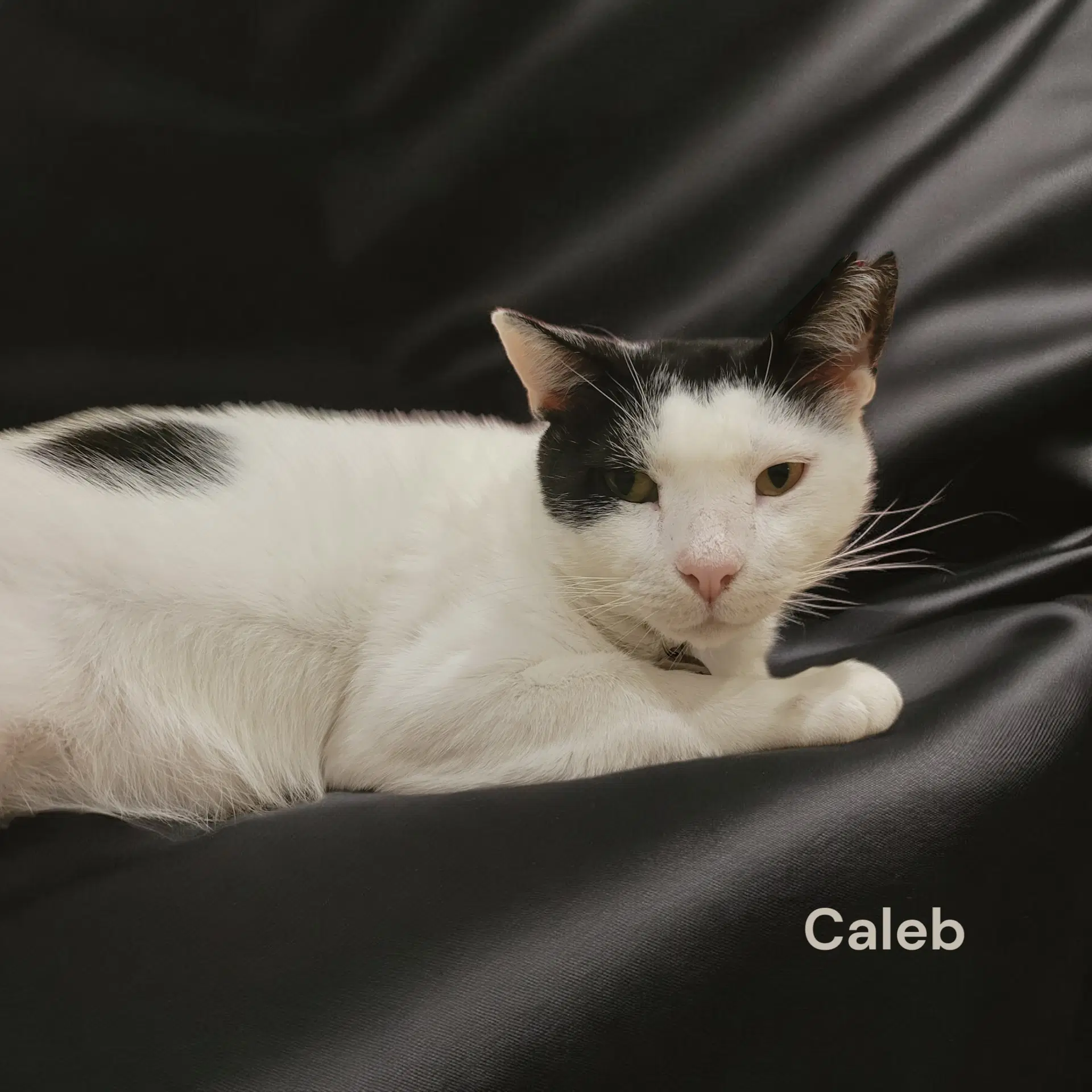 Caleb image 4