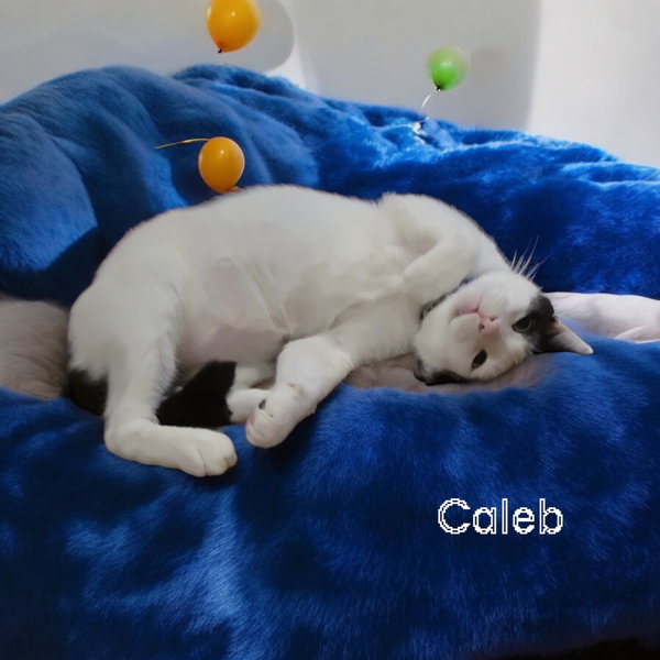 Caleb