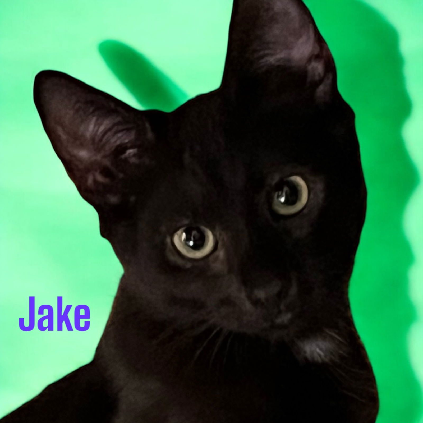 adoptable Cat in Pembroke Pines, FL named Jake