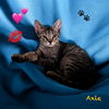 Axle