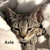 Axle