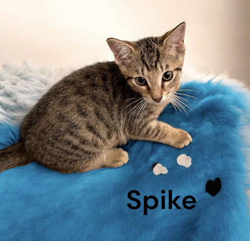 Spike