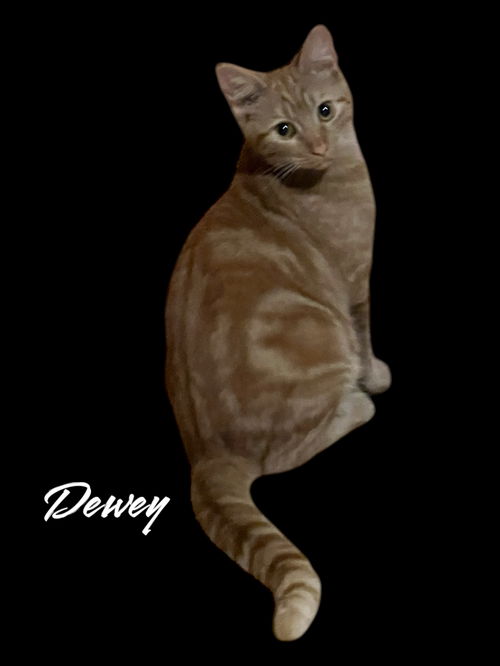 Dewey
