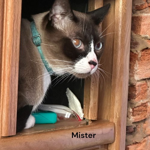 Mister
