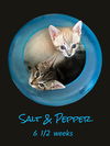 Salt & Pepper
