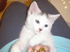 Crumpet