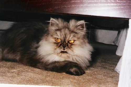 Olivier