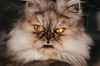 Olivier