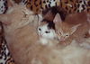 Bobby-calico