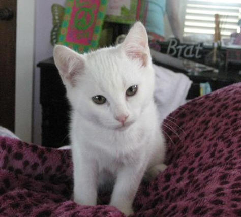 Chester(white)