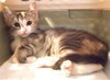Lyric (dilute tortie)