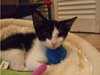 Coco '10