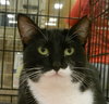 Peppermint