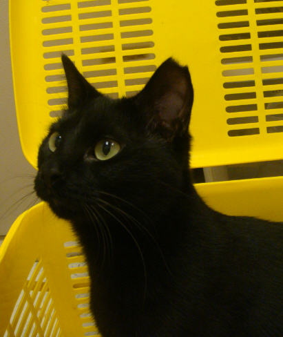 Rudy-Blk