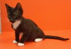 Onyx