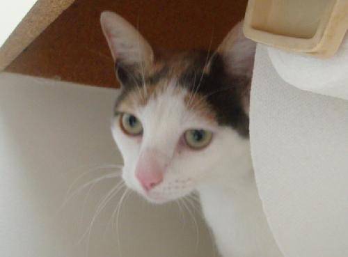 Peaches '09