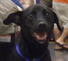 CoCo -Lab/Terrier