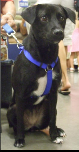 CoCo -Lab/Terrier