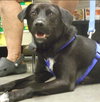 CoCo -Lab/Terrier