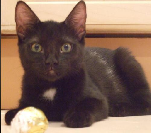 Mochi
