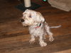 Buddy '11