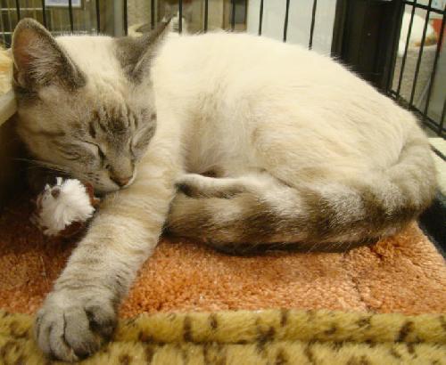 Cookie-Siamese