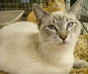 Cookie-Siamese